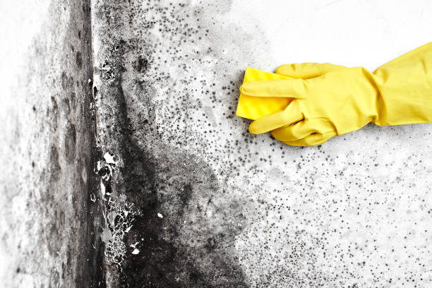 Mold Removal Process in Claycomo, MO