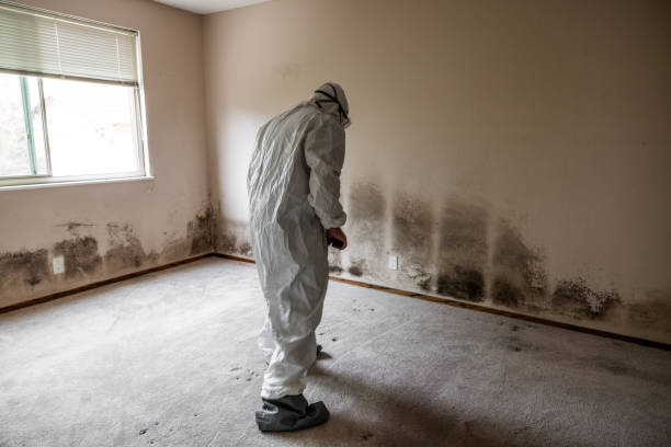 Best Black Mold Removal  in Clayco, MO